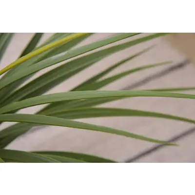 フェイクグリーン 人工観葉植物 インテリアグリーン ミニパイナップル サムネイル画像8